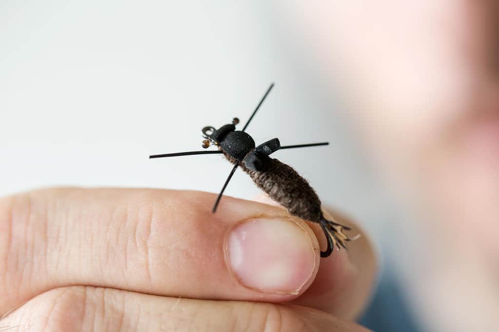 odonata_01_opstrms