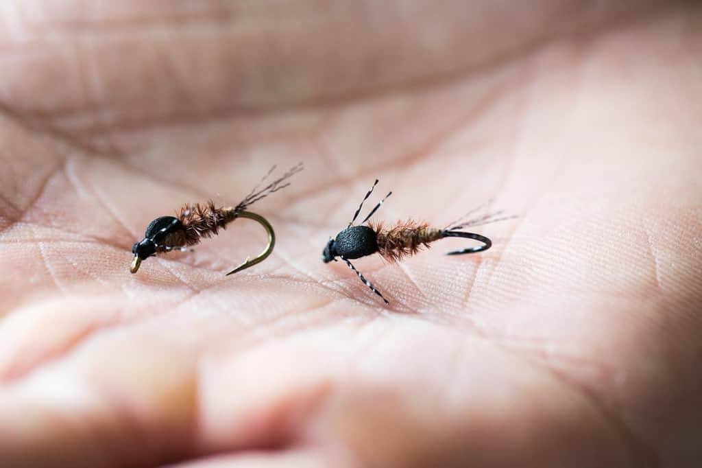 Marginata som nymfe. Produktive saker. // Foto: Joakim Andreassen