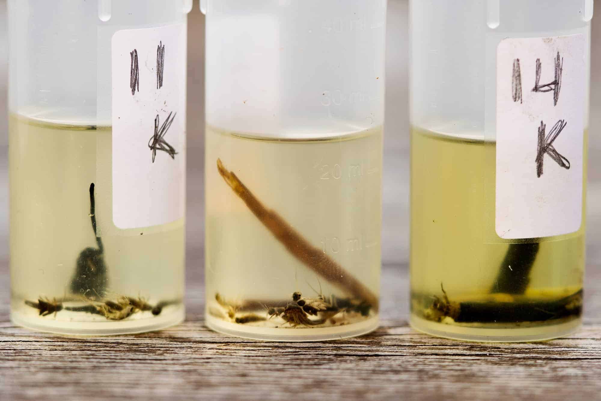 Insekter på sprit. // Foto: Andreas Lium