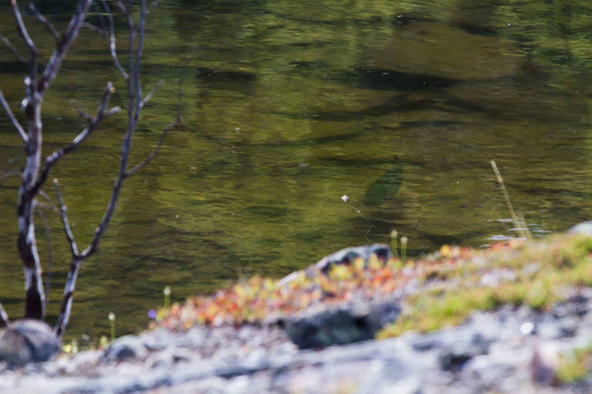 Stor ørret kikker på flua i stille Finnmarks-vann. // Foto: Joakim Andreassen