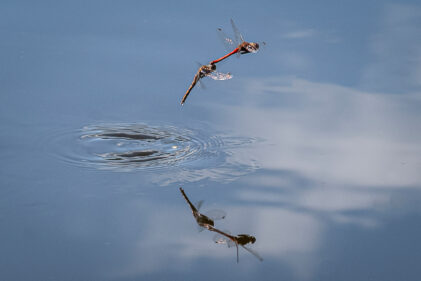 øyenstikker libelle vannymfe odonata