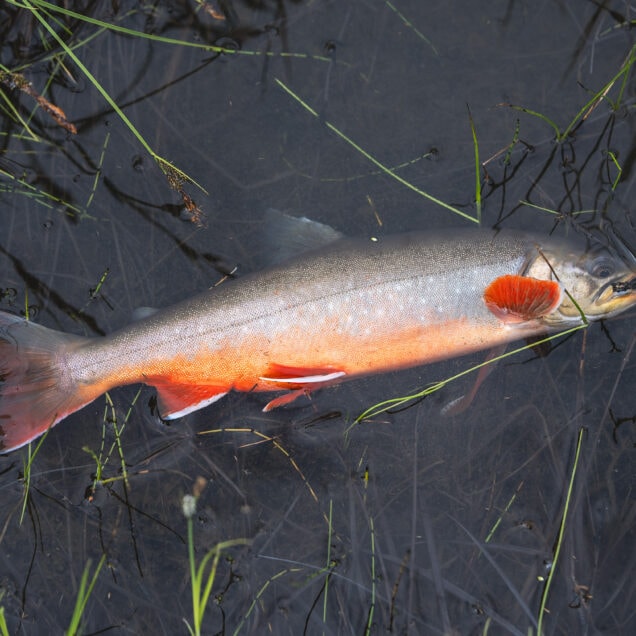 ferskvannsarter i fritt fall