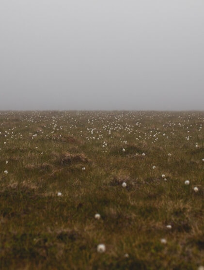 Myr, makt og sultne fugler – og pukkellaksrogn på 125-årsmeny naturlig ukestart