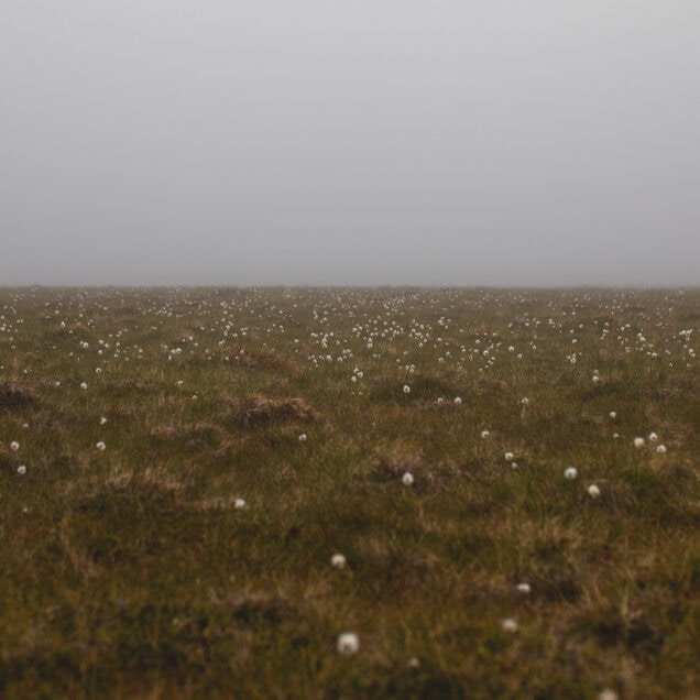Myr, makt og sultne fugler – og pukkellaksrogn på 125-årsmeny naturlig ukestart