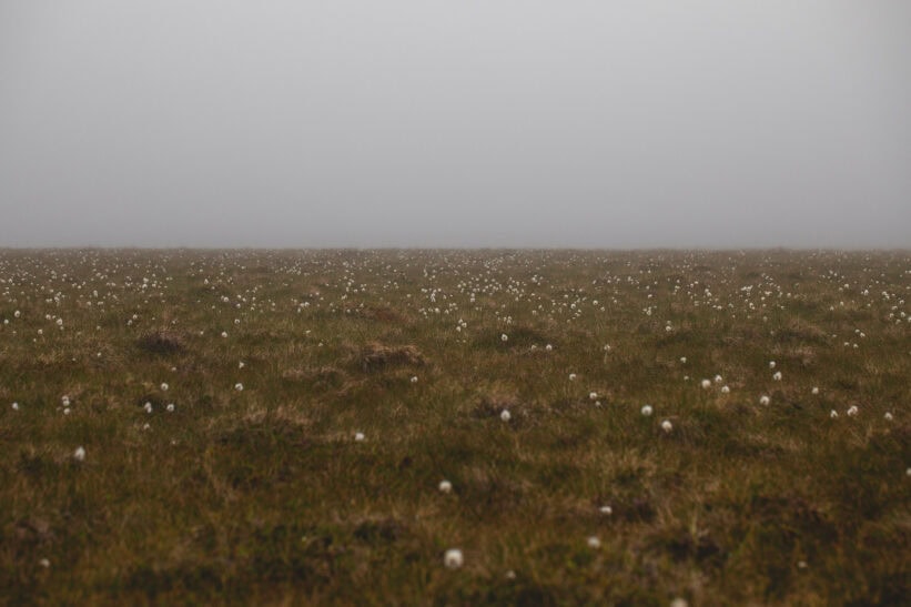 Myr, makt og sultne fugler – og pukkellaksrogn på 125-årsmeny naturlig ukestart