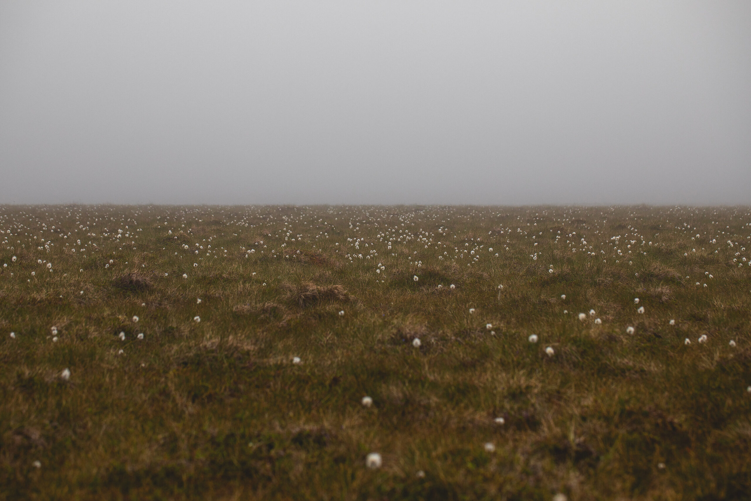 Myr, makt og sultne fugler – og pukkellaksrogn på 125-årsmeny naturlig ukestart
