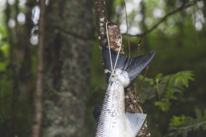 Selfiefiske til besvær Orvis på felgen og laksesannheter på nett