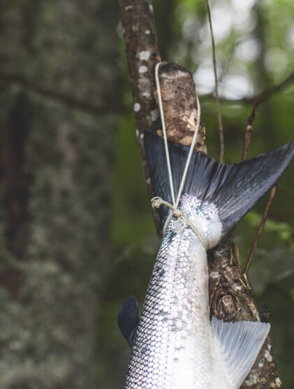 Selfiefiske til besvær Orvis på felgen og laksesannheter på nett