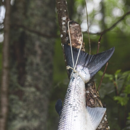 Selfiefiske til besvær Orvis på felgen og laksesannheter på nett