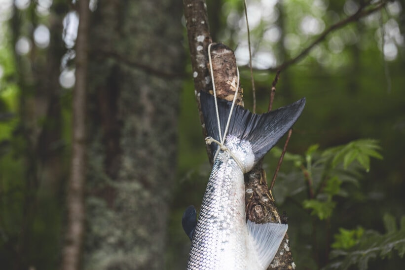 Selfiefiske til besvær Orvis på felgen og laksesannheter på nett