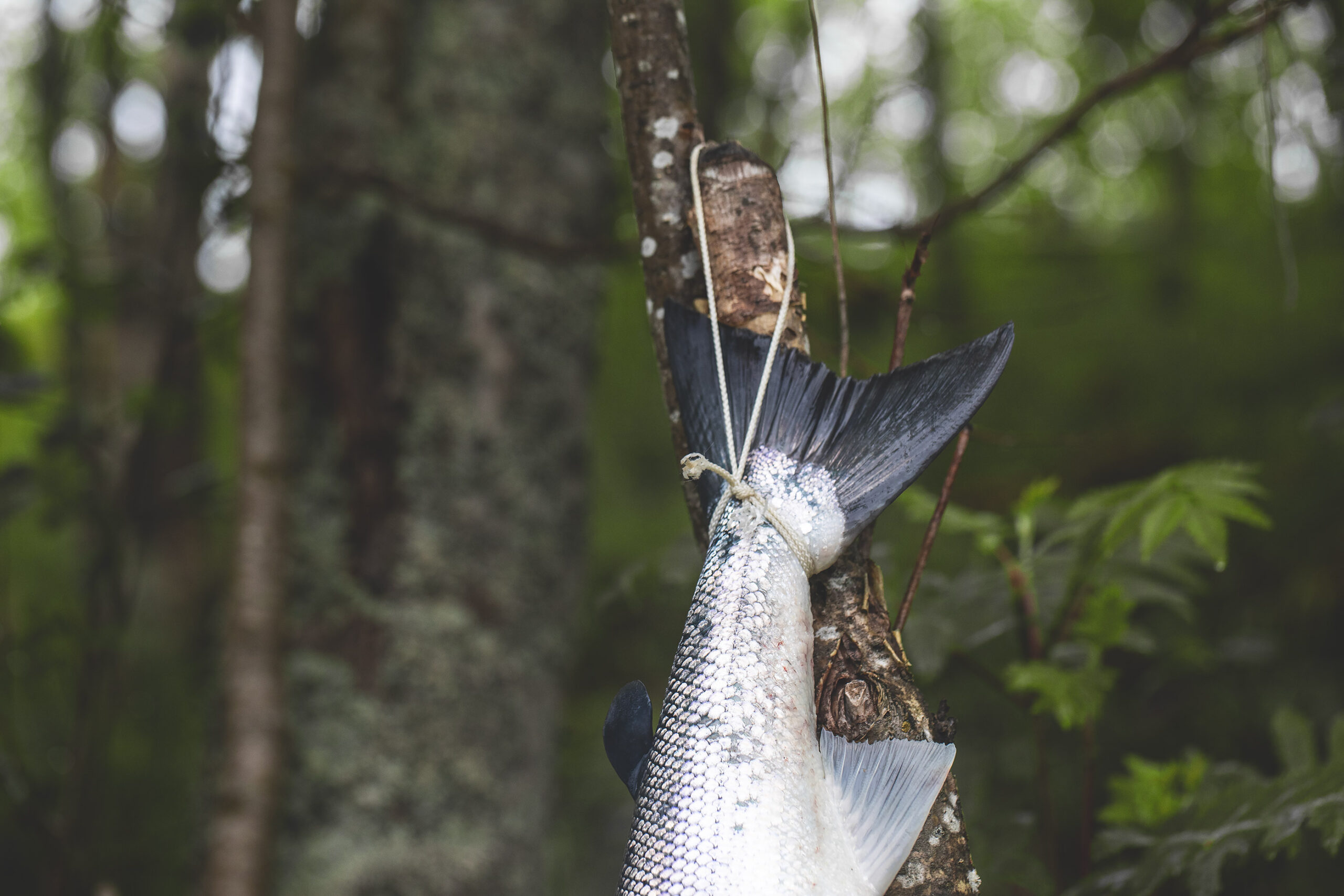 Selfiefiske til besvær Orvis på felgen og laksesannheter på nett