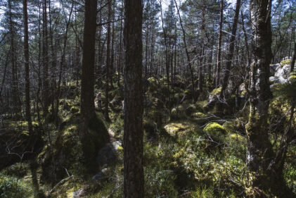 naturlig ukestart mennesker som hater skog