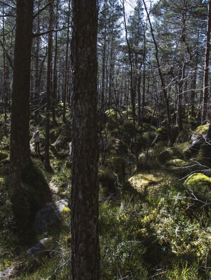 naturlig ukestart mennesker som hater skog