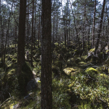 naturlig ukestart mennesker som hater skog