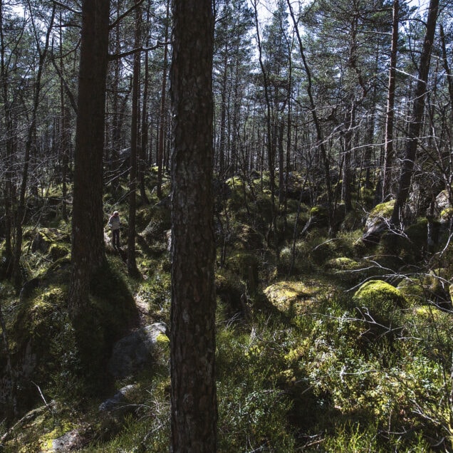 naturlig ukestart mennesker som hater skog