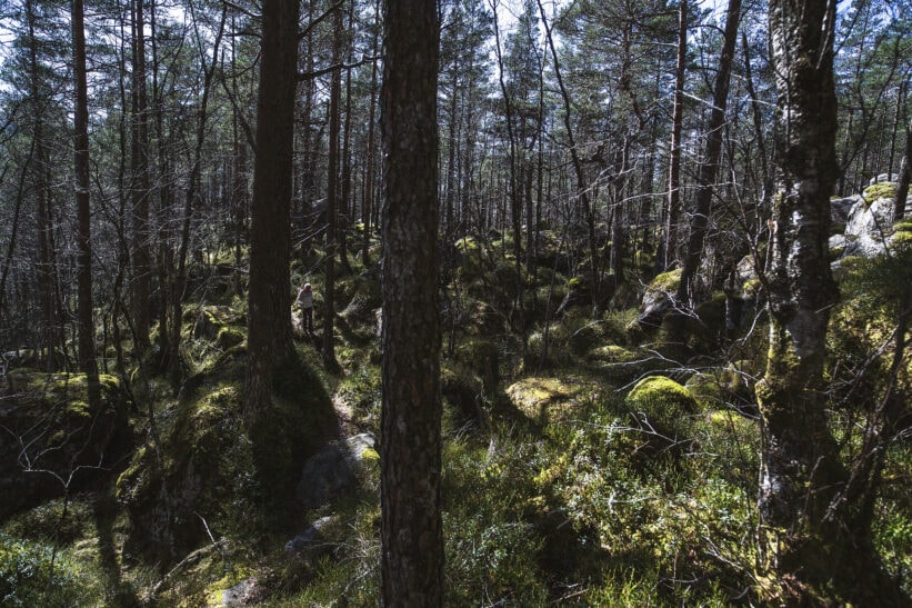 naturlig ukestart mennesker som hater skog