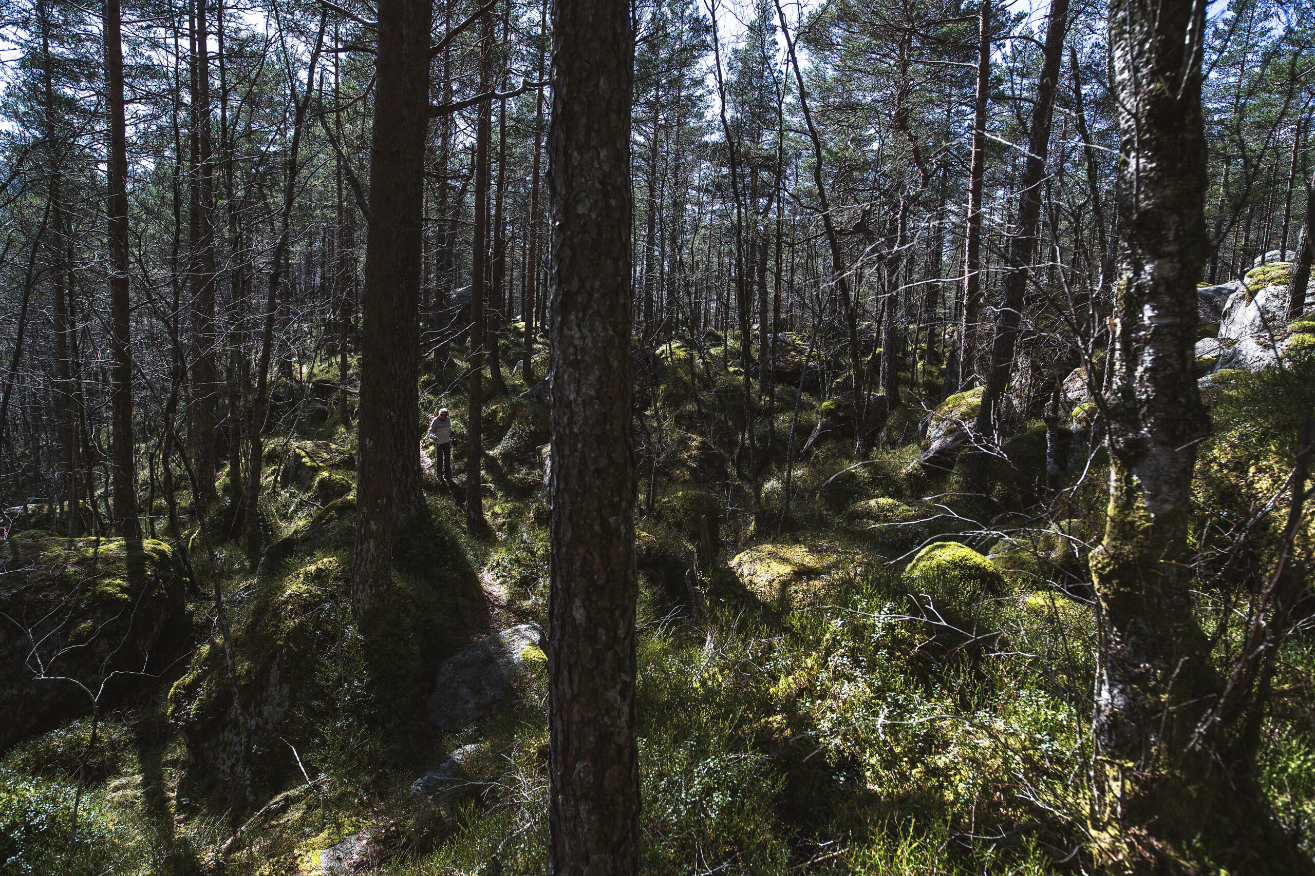 naturlig ukestart mennesker som hater skog