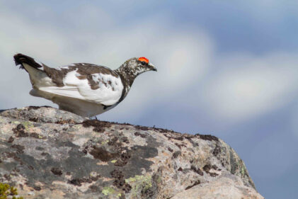 Morgendagens natur avgjøres nå Håvard Eggen Martin Eggen Kjetil Solbakken
