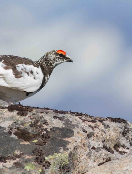 Morgendagens natur avgjøres nå Håvard Eggen Martin Eggen Kjetil Solbakken