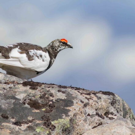 Morgendagens natur avgjøres nå Håvard Eggen Martin Eggen Kjetil Solbakken