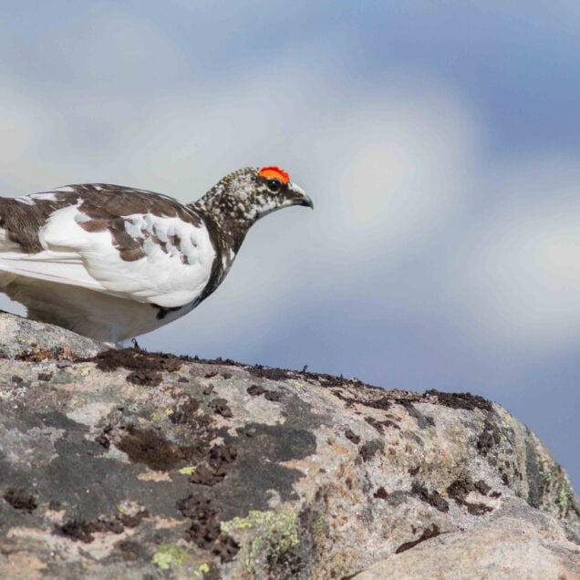 Morgendagens natur avgjøres nå Håvard Eggen Martin Eggen Kjetil Solbakken