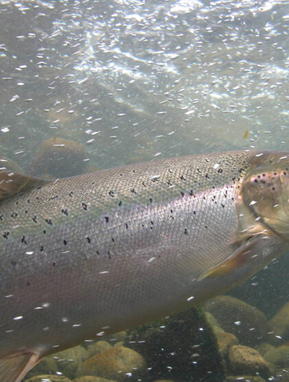 naturlig ukestart villaks