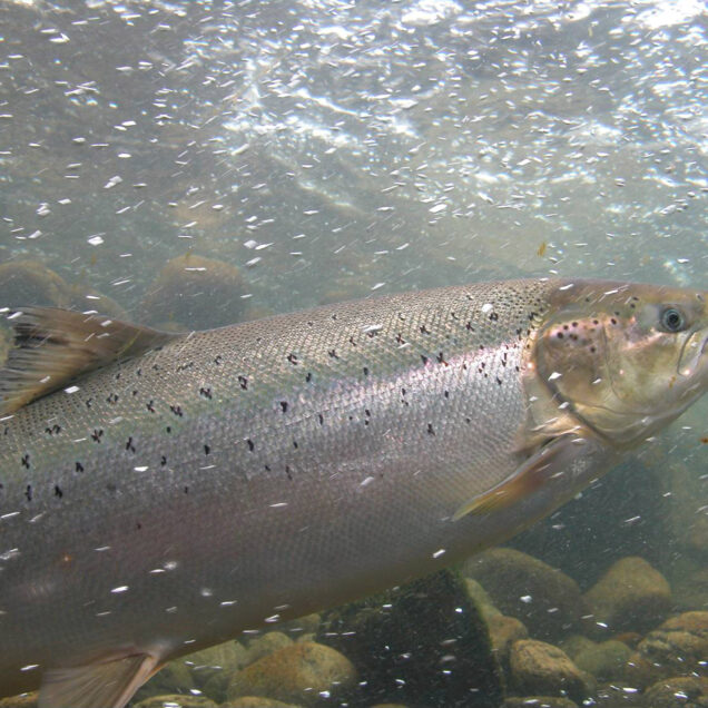 naturlig ukestart villaks