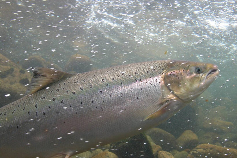 naturlig ukestart villaks