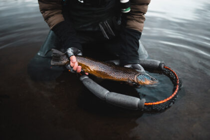 Dette er grunnen til at storfisken forsvinner Daniel Hitterdal