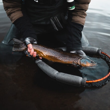 Dette er grunnen til at storfisken forsvinner Daniel Hitterdal