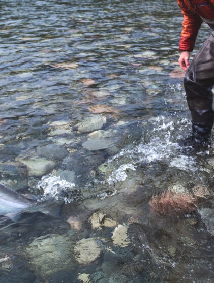 Under overflaten fang og slipp C&R