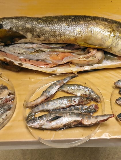 Naturlig ukestart gjedde smolt