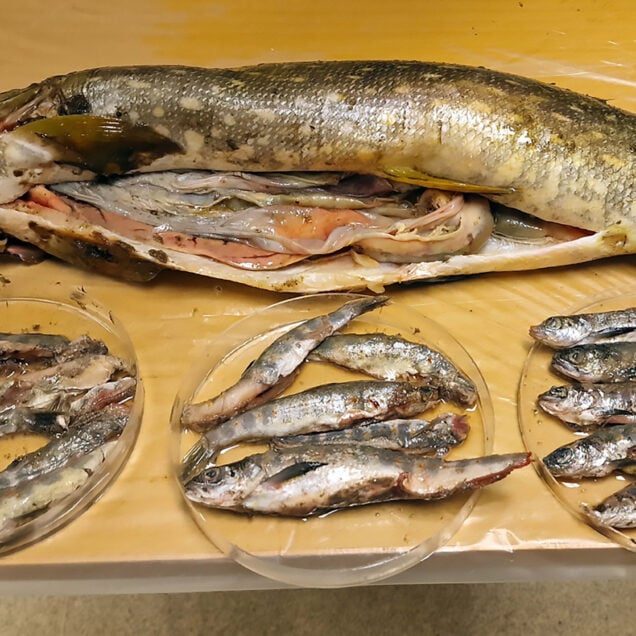 Naturlig ukestart gjedde smolt