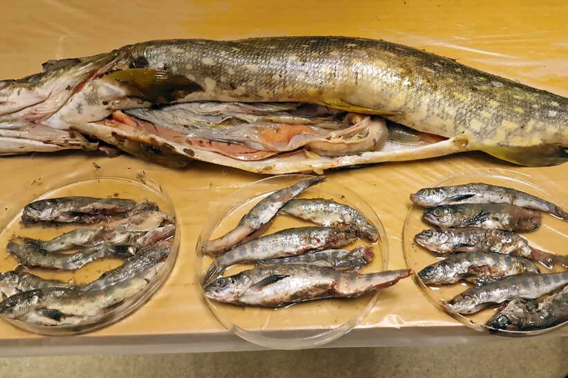 Naturlig ukestart gjedde smolt