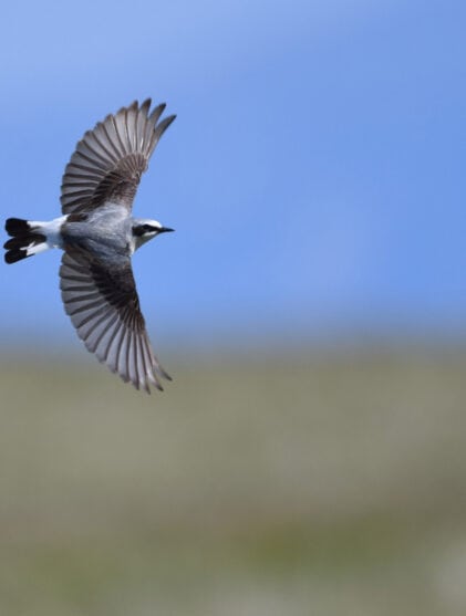 Hva vi kan lære av fuglene