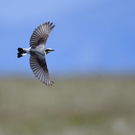 Hva vi kan lære av fuglene