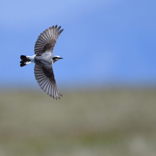 Hva vi kan lære av fuglene