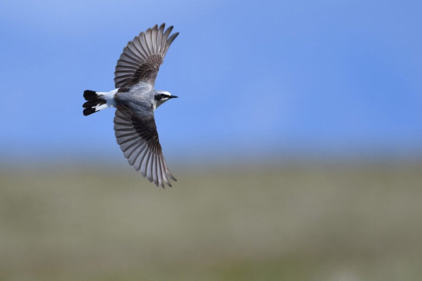 Hva vi kan lære av fuglene
